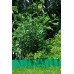 Бордюр садовый 536-20 зеленый 9см